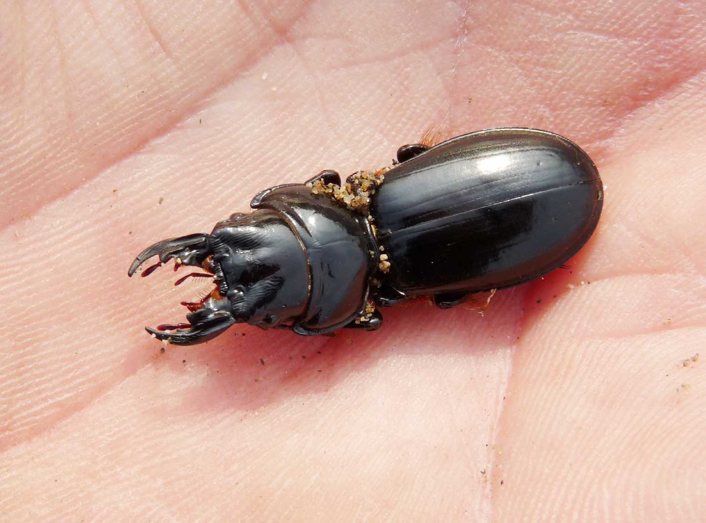 Scarites buparius maschio e femmina